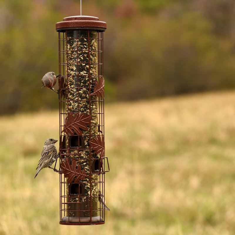 Perky Pet SquirrelBeGone Tube Bird Feeder & Reviews Wayfair
